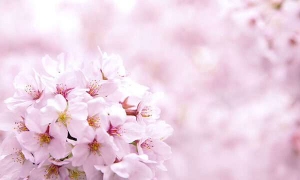 桜 春